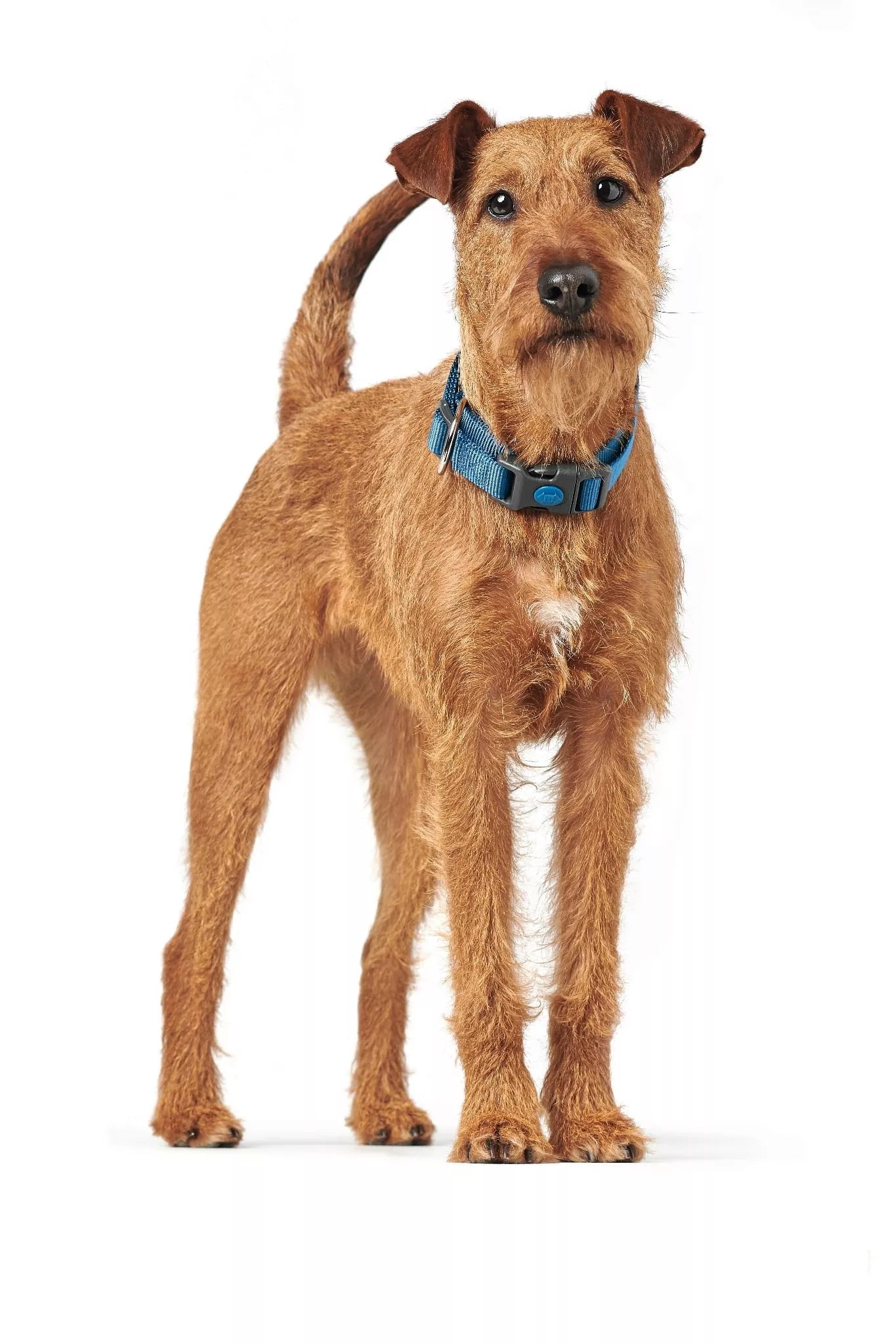 34-56 CM. Antkaklis Hunter