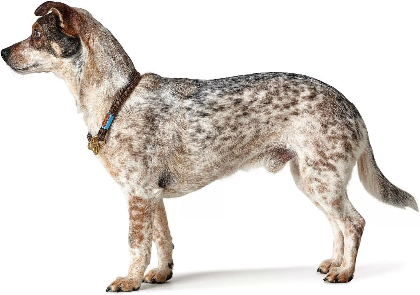 40 CM. Antkalis Hunter