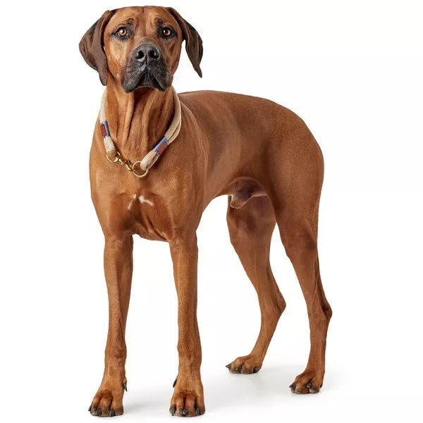 65 CM. Pavadėlis Hunter