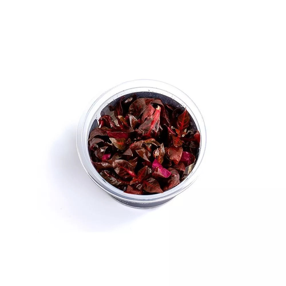 Akvariumo augalas Alternanthera reineckii Rosanervig