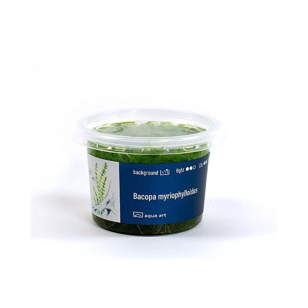 Akvariumo augalas Bacopa myriophylloides