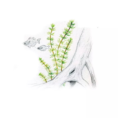 Akvariumo augalas Bacopa myriophylloides