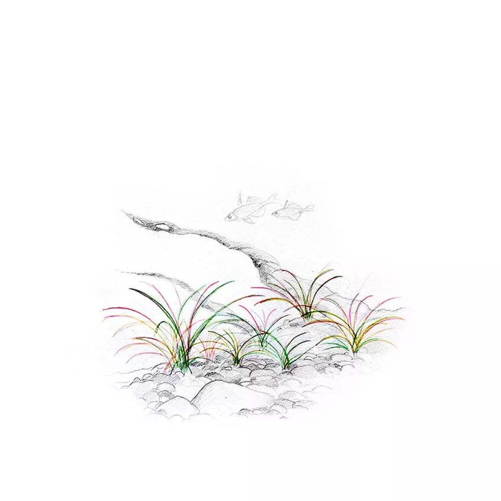 Akvariumo augalas Echinodorus quadricostatus tenellus