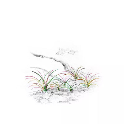 Akvariumo augalas Echinodorus quadricostatus tenellus