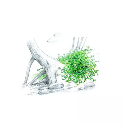 Akvariumo augalas Glossostigma elatinoides