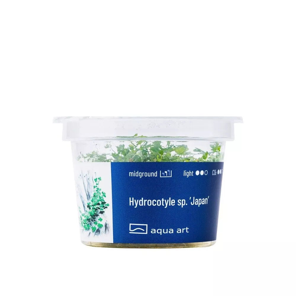 Akvariumo augalas Hydrocotyle sp. Japan
