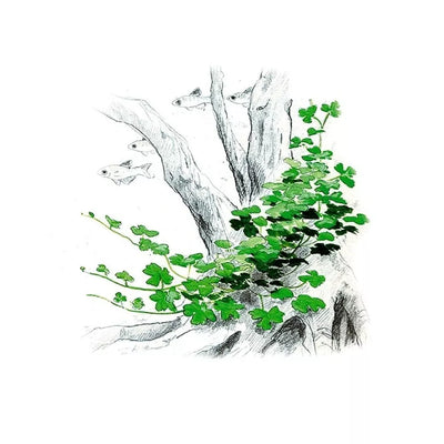 Akvariumo augalas Hydrocotyle sp. Japan