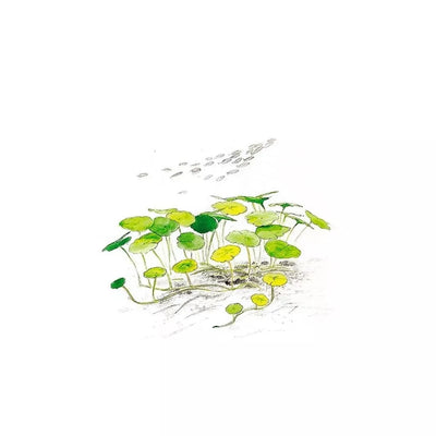 Akvariumo augalas Hydrocotyle verticillata