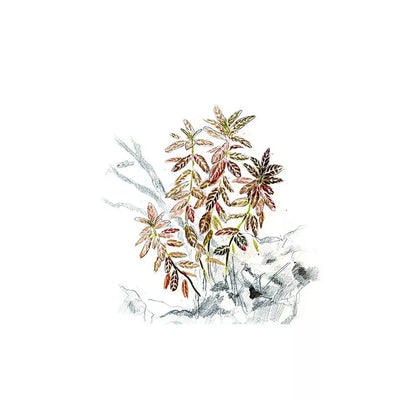 Akvariumo augalas Hygrophila polysperma Sunset