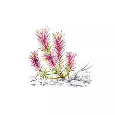 Akvariumo augalas Limnophila hippuridoides