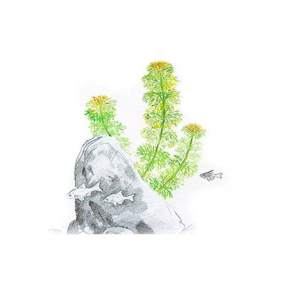 Akvariumo augalas Limnophila sessiliflora