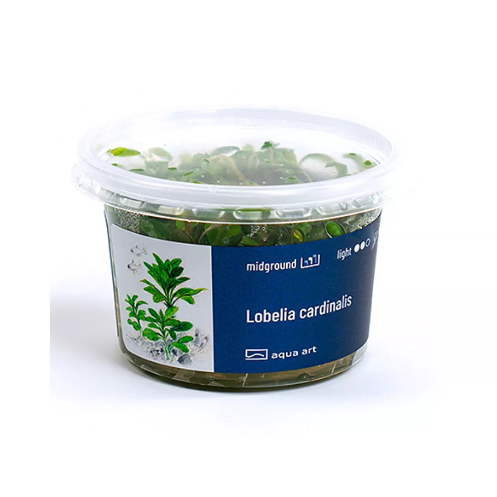 Akvariumo augalas Lobelia cardinalis