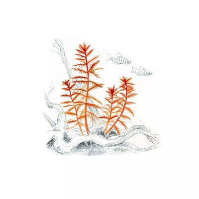 Akvariumo augalas Proserpinaca palustris