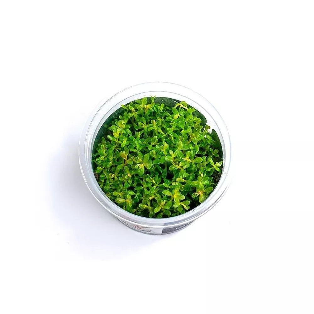 Akvariumo augalas Rotala rotundifolia