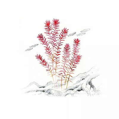 Akvariumo augalas Rotala rotundifolia