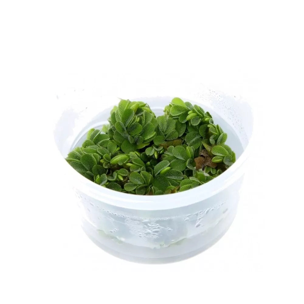 Akvariumo augalas Salvinia auriculata