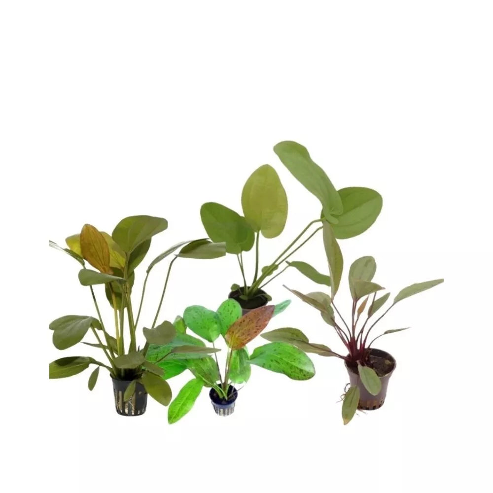 Akvariumo augalas Echinodorus