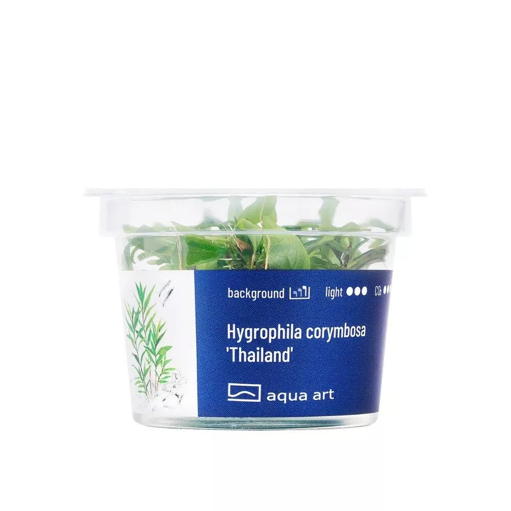 Akvariumo augalas Hygrophila corymbosa Thailand