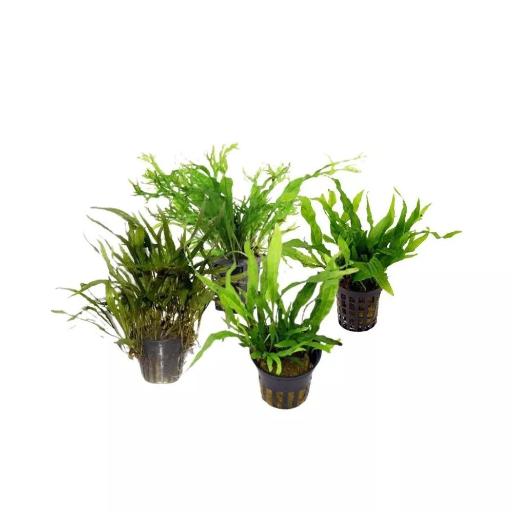 Akvariumo augalas Microsorum