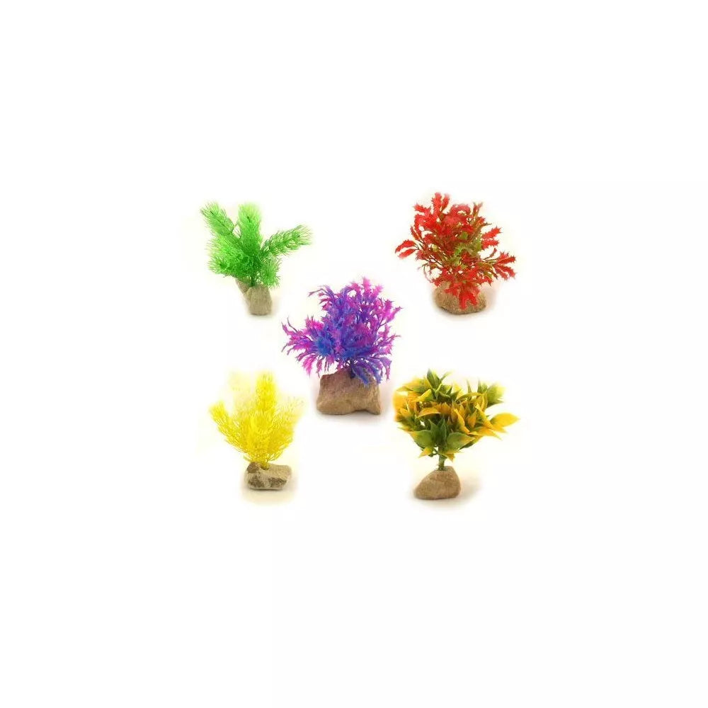 Augalas ant akmenuko M