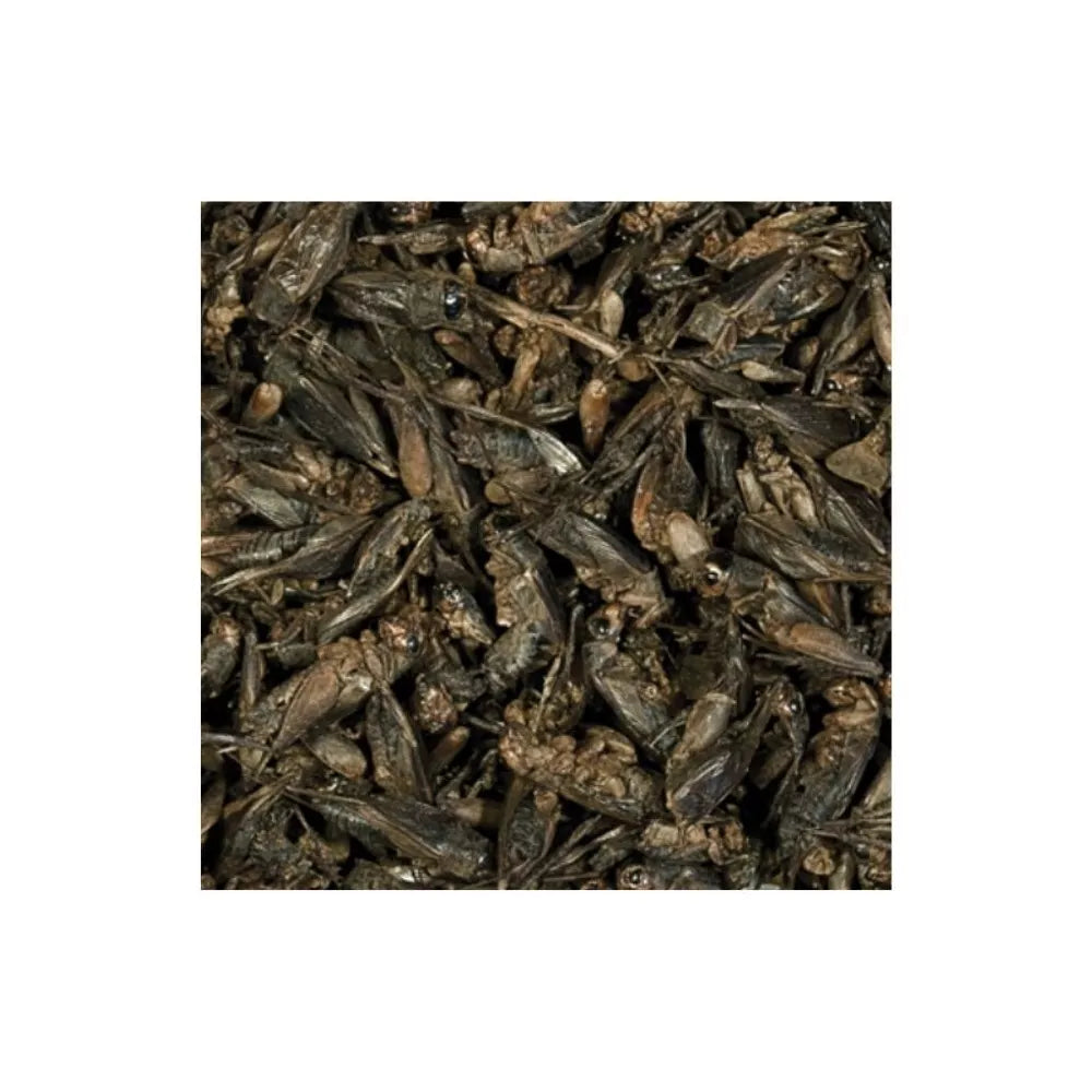 Tropical Crickets džiovinti svirpliai 100 ml