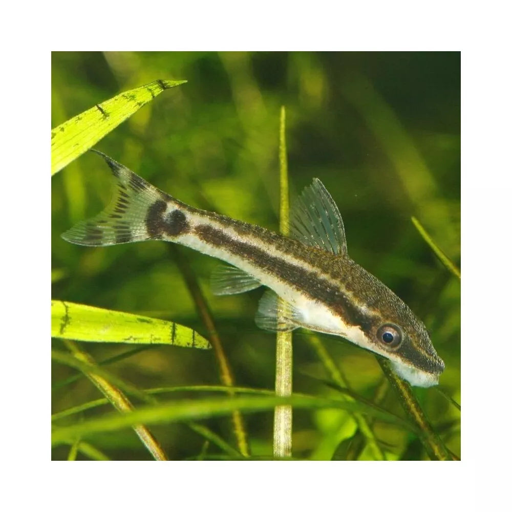 JBL ProNovo Pleco Wafer M pašaras žuvims 250 ml