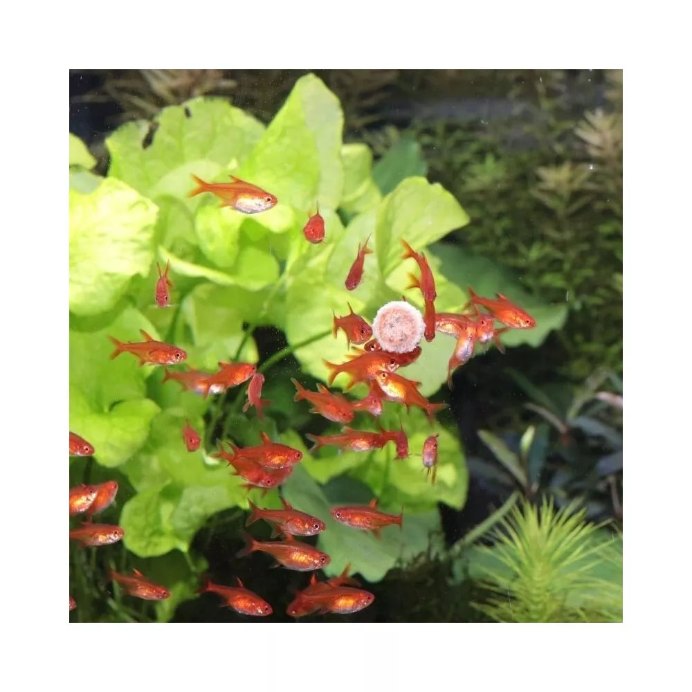 JBL ProNovo Tab M pašaras žuvims 250 ml