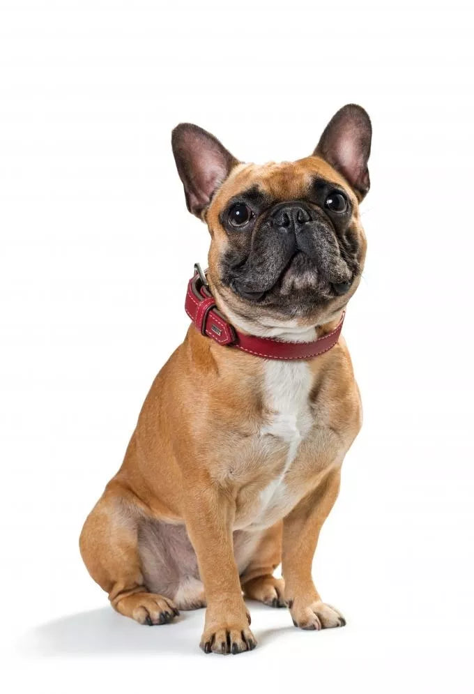 21-25 CM. antkaklis Hunter H61507