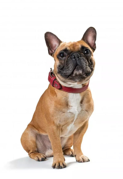 21-25 CM. antkaklis Hunter H61507