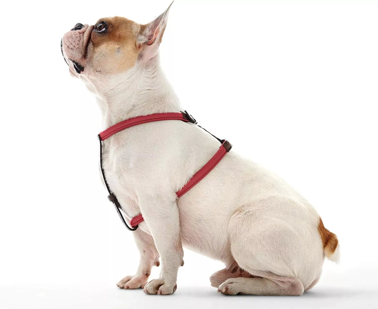 70 CM. petnešos šunims Hunter