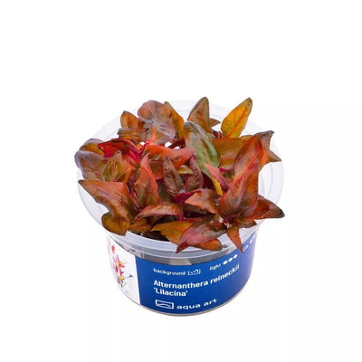 Akvariumo augalas Alternanthera reineckii Lilacina