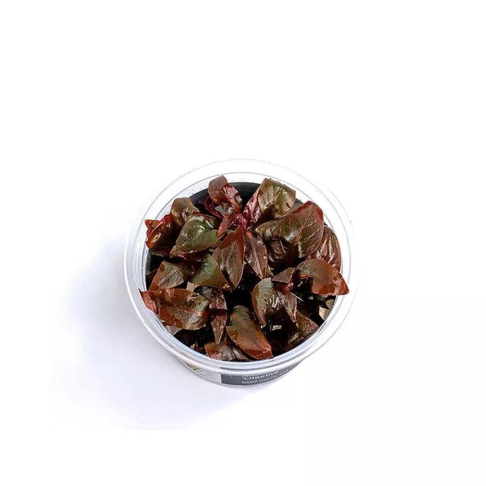 Akvariumo augalas Alternanthera reineckii Lilacina