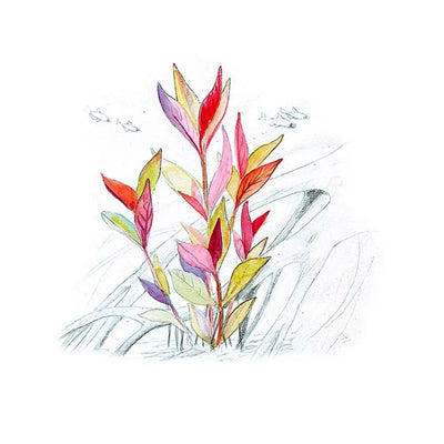 Akvariumo augalas Alternanthera reineckii Lilacina