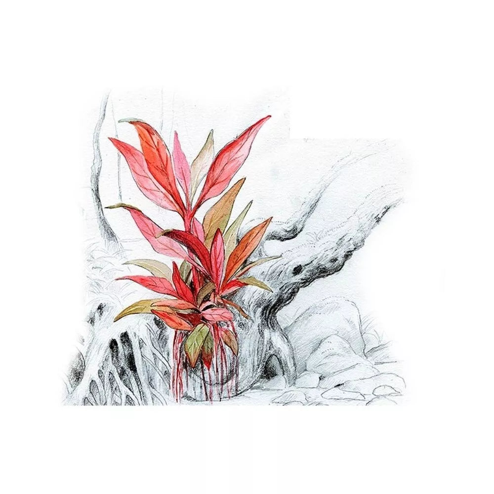 Akvariumo augalas Alternanthera reineckii Mini