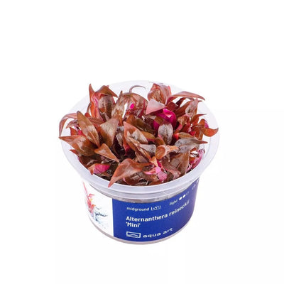 Akvariumo augalas Alternanthera reineckii Mini