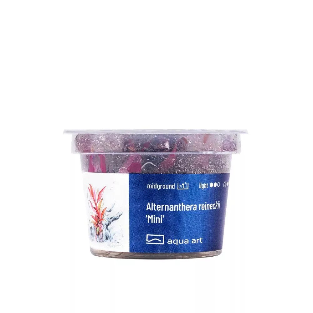 Akvariumo augalas Alternanthera reineckii Mini