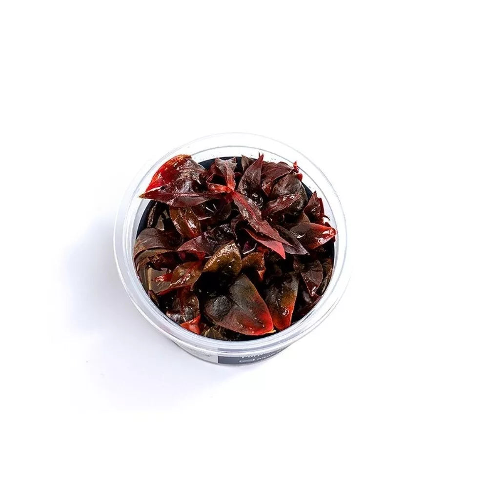 Akvariumo augalas Alternanthera reineckii Purple