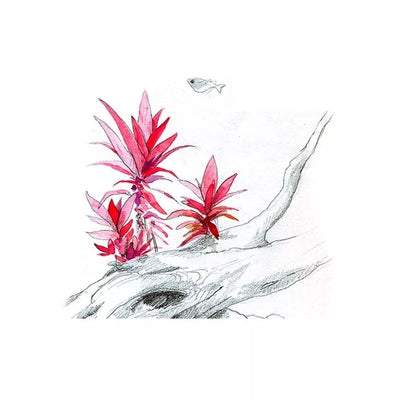 Akvariumo augalas Alternanthera reineckii Purple