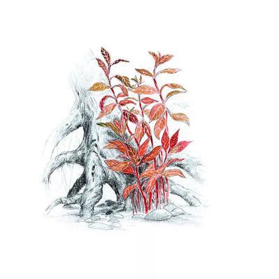 Akvariumo augalas Alternanthera reineckii Rosanervig