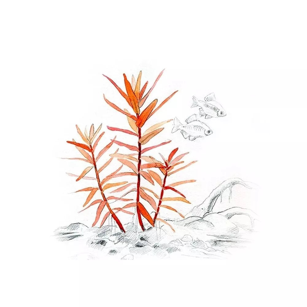 Akvariumo augalas Ammania gracilis