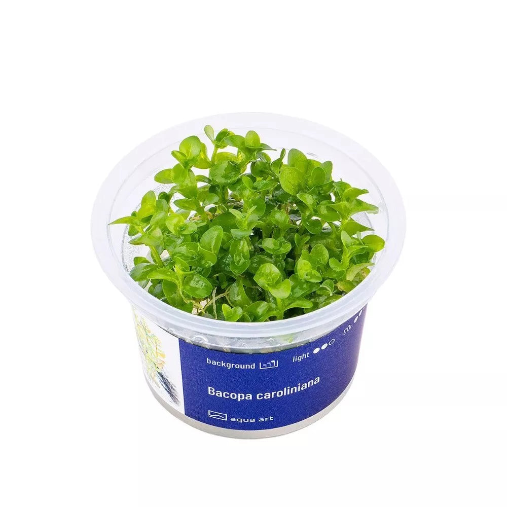 Akvariumo augalas Bacopa caroliniana