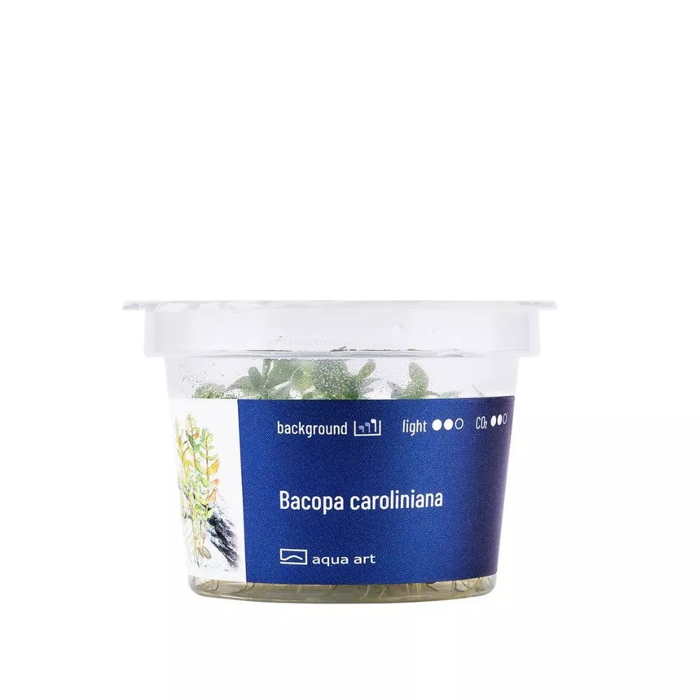 Akvariumo augalas Bacopa caroliniana