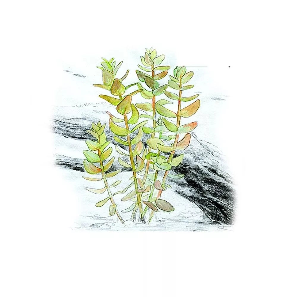 Akvariumo augalas Bacopa caroliniana