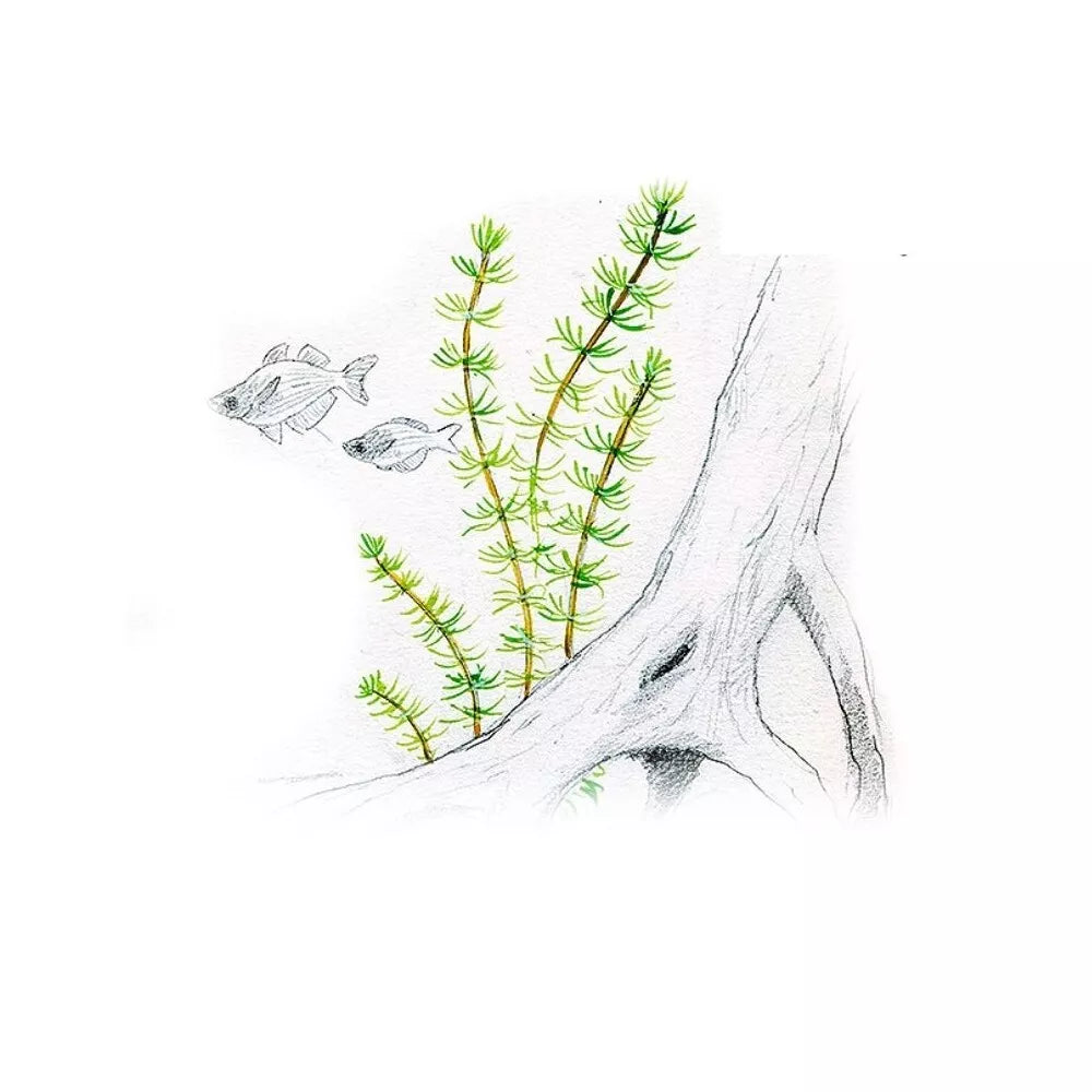 Akvariumo augalas Bacopa myriophylloides