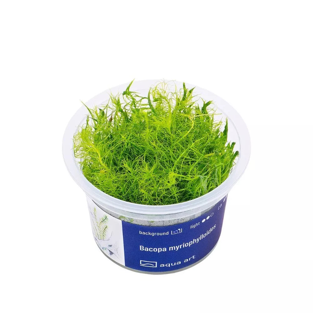 Akvariumo augalas Bacopa myriophylloides