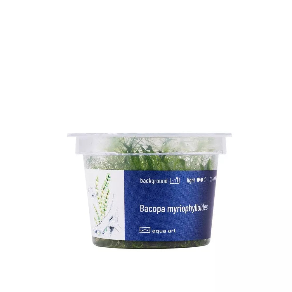 Akvariumo augalas Bacopa myriophylloides