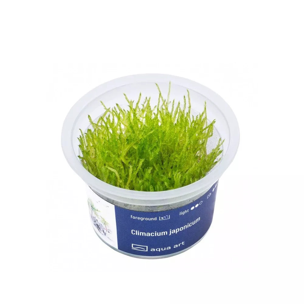 Akvariumo augalas Climacium japonicum