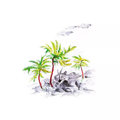 Akvariumo augalas Climacium japonicum