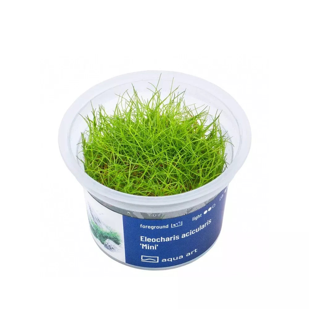 Akvariumo augalas Eleocharis acicularis Mini