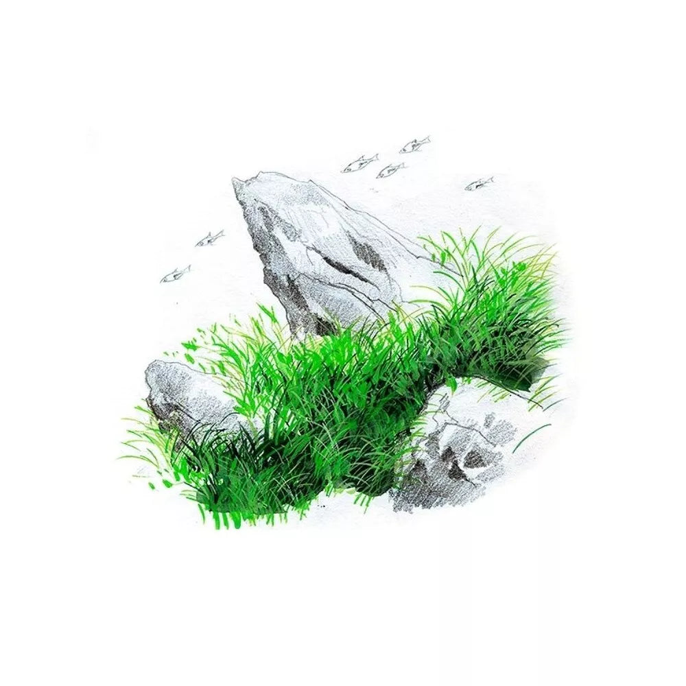 Akvariumo augalas Eleocharis acicularis Mini